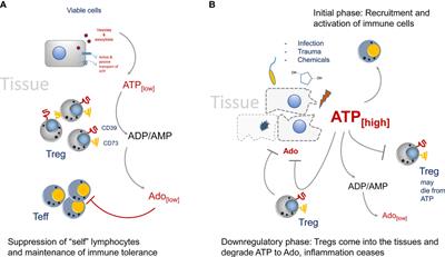 The Multifaceted Actions of CD73 During Development and Suppressive Actions of Regulatory T Cells